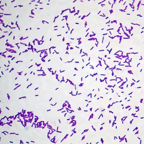 Bacillus-3-1024x768