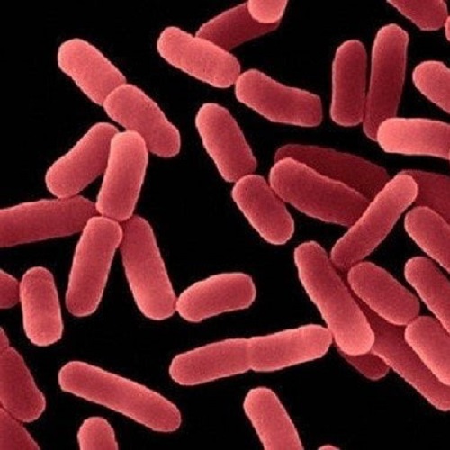 Bacillus-subtilis-là-lợi-khuẩn-được-sử-dụng-trong-nhiều-loại-men-vi-sinh