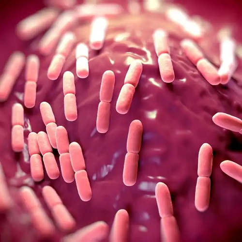 Lactobacillus-fermentum