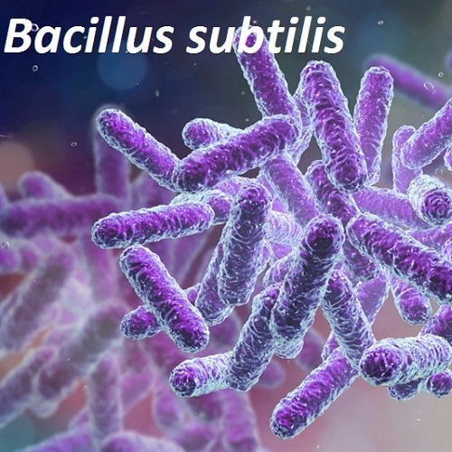 bacillus-subtilis-dang-bot-1