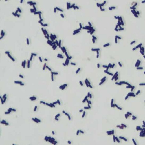 lactobacillus-fermentum