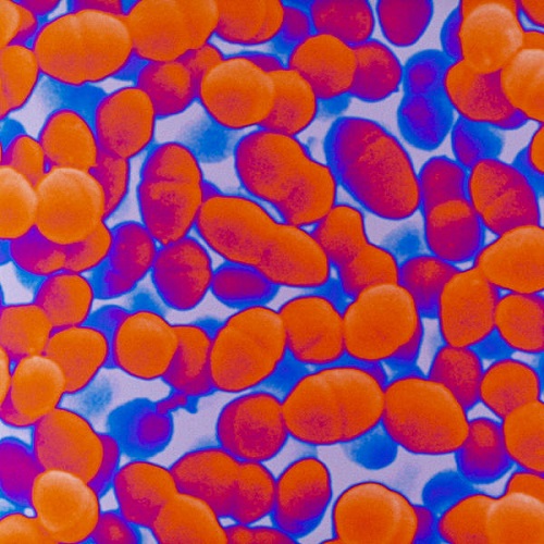 streptococcus-faecium-scimat