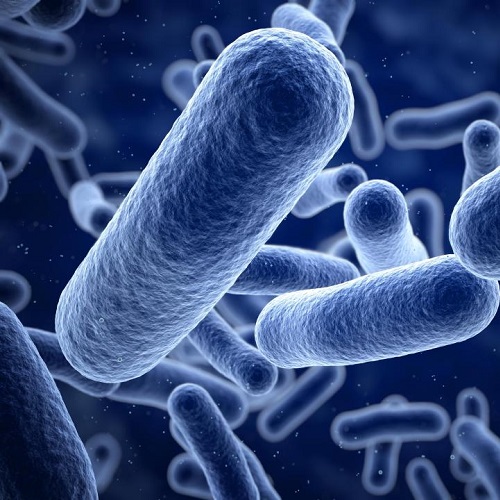 Bacillus subtilis được phát hiện lần đầu tiên vào năm 1835